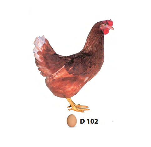 D102 Světle hnědá kuřice