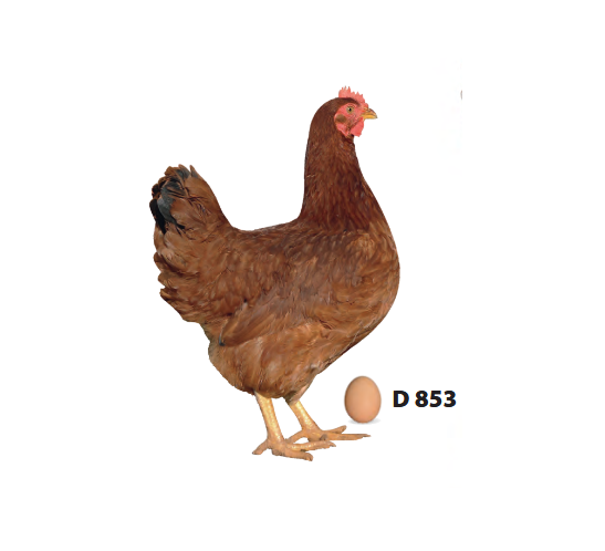 D853 Tmavě hnědá kuřice (červená)