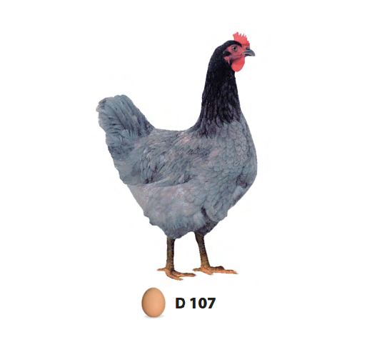 D107 Modrá kuřice
