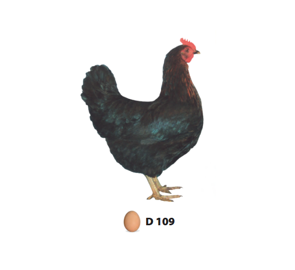 D109 Černá kuřice s hnědým krkem