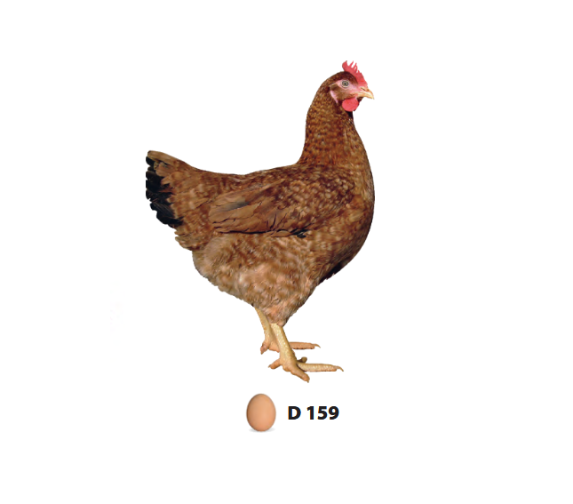 D159 Červeně kropenatá