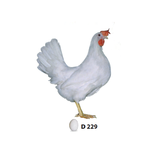 D229 Leghorn