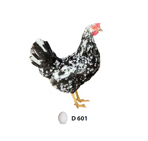 D601 Černobílá leghorn