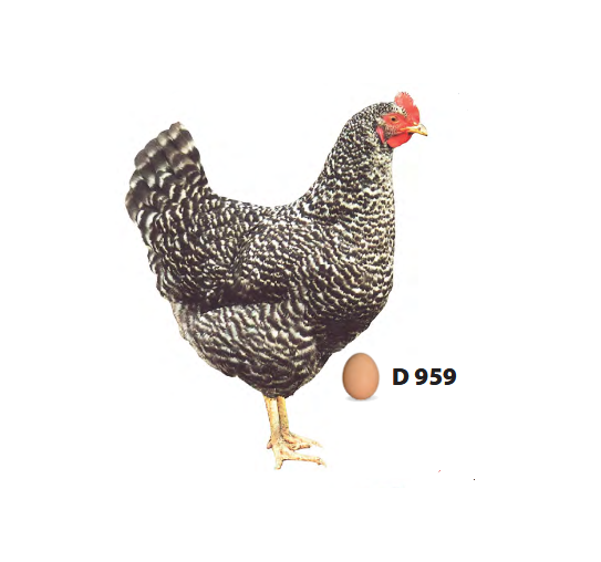 D959 Kropenatá kuřice