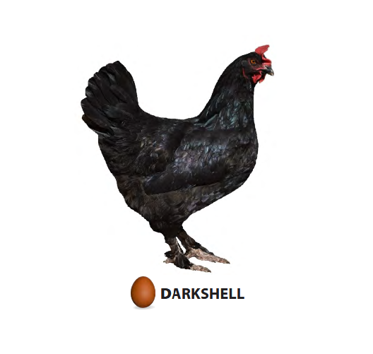 Darkshell - tmavě hnědá skořápka