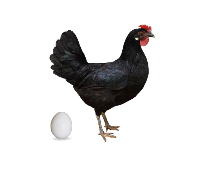 D608 Černá leghorn