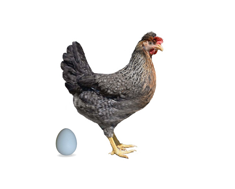 Blueshell - modrá skořápka, mix barev