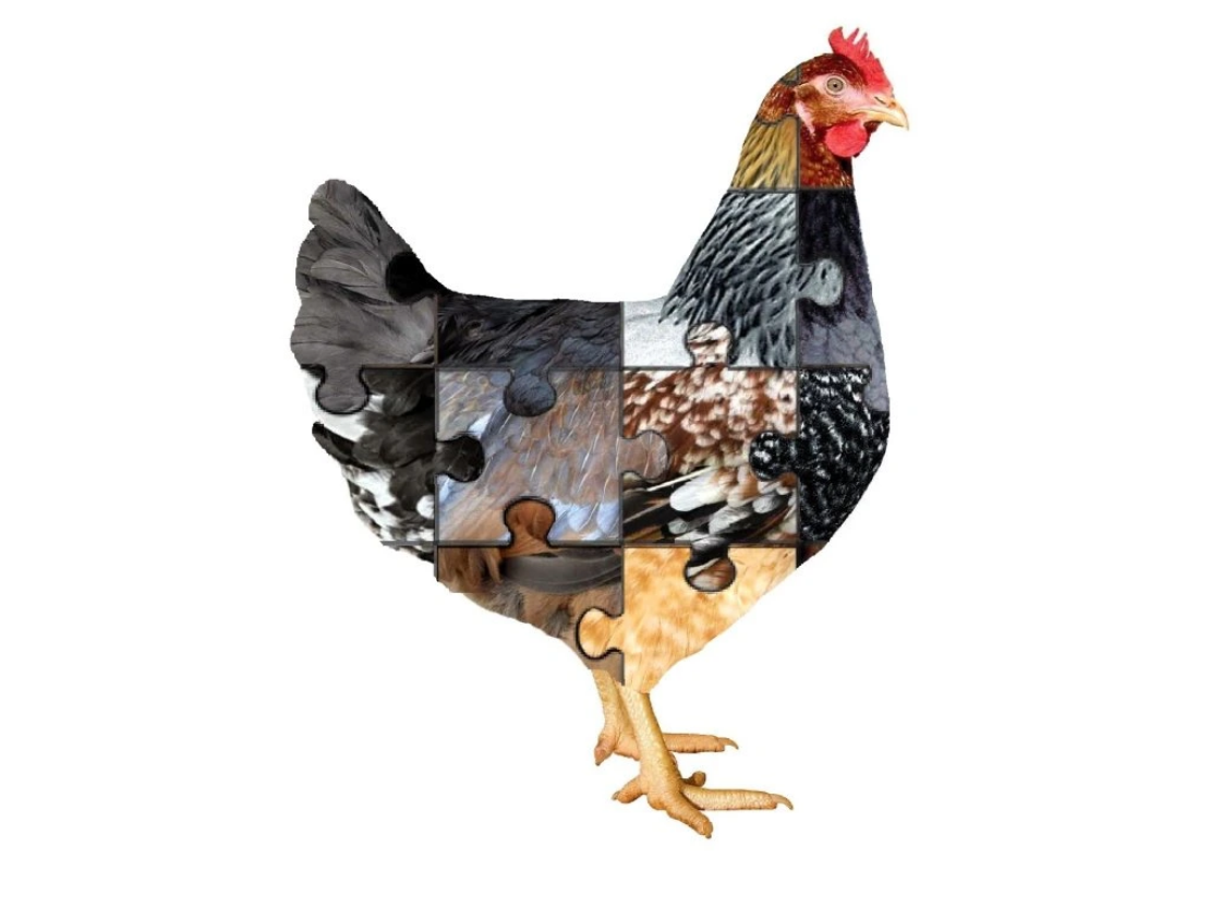 Veselý kurník - výběr speciálních, nezařaditelných zbarvení a klasických kuřic