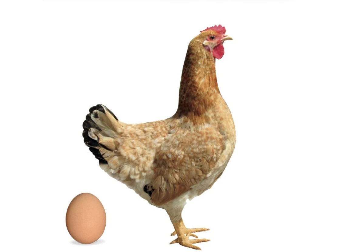 D459 Dominant červeně žíhaný