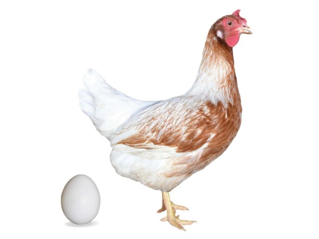 D305 Dominant bílozlatý